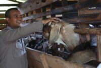 Usai bertugas, Aipda Teuku Abdullah aktif mengurus ternak kambing di lokasi peternakannya sebagai bagian dari usaha mandiri yang telah ia tekuni selama delapan tahun. (Photo: Humas Polresta Banda Aceh)