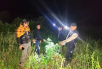 Petugas Satresnarkoba Polres Bener Meriah mengamankan ladang ganja dan pelaku A (45) di Kampung Nosar Baru, Kecamatan Bener Kelipah, Kabupaten Bener Meriah, Senin (27/10/2025).